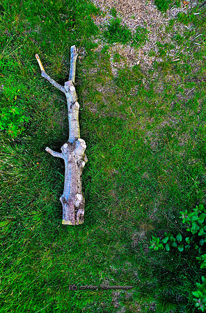 The Used to be Tree (Rossmore)