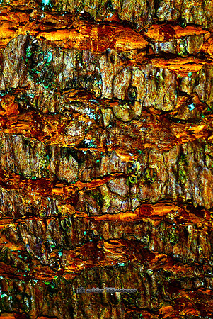 When Trees Bark (Rossmore)