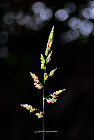 Grass Seed (Rossmore)