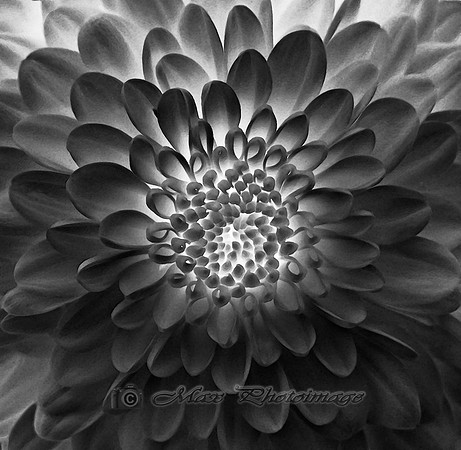 La Grande Fleur Noir (New York)