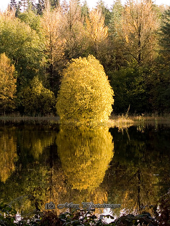 Mirror (Rossmore)