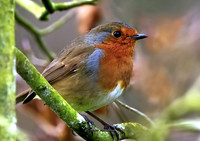 The Robin (Rossmore)