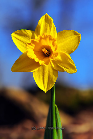 Daffodil Day (Rossmore)