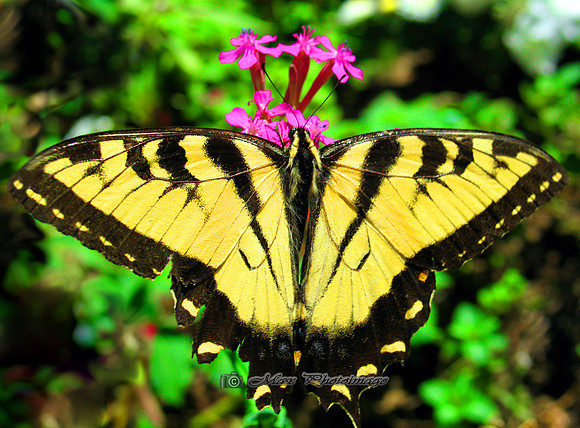 American Swallowtail (New York)