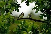 A Pair of Great... Birds :) (Rossmore)
