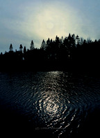 The Moonlit Pine (Rossmore)