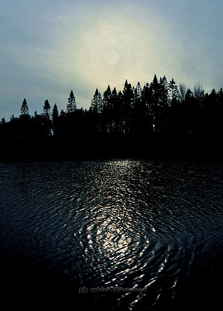 The Moonlit Pine (Rossmore)