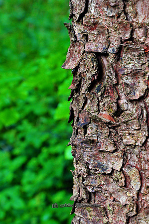 The Bark (Rossmore)