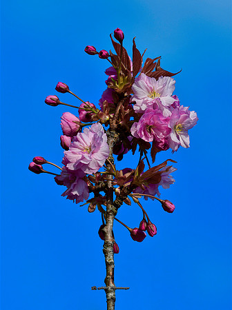 Apple Blossom in Blue (Hollywood)