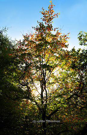 Autumn Sun (Rossmore)