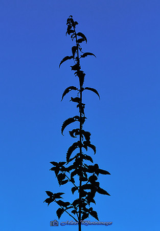 Nettle & Sky (Rossmore)