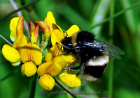 MY Bee (Rossmore)