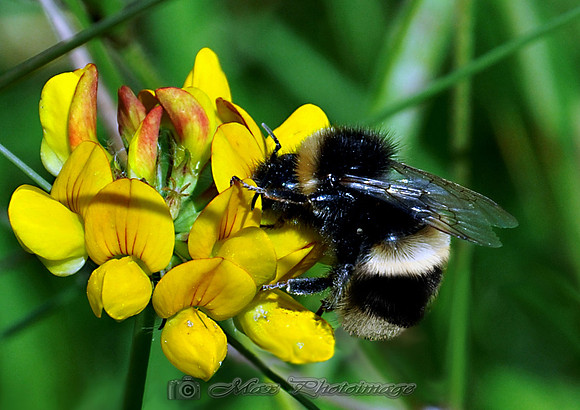 MY Bee (Rossmore)