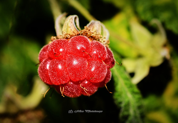 Red Berry (Rossmore)