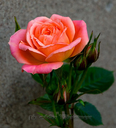 Angela's Rose (Monaghan)