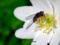 Nectar & Pollen (Rossmore)