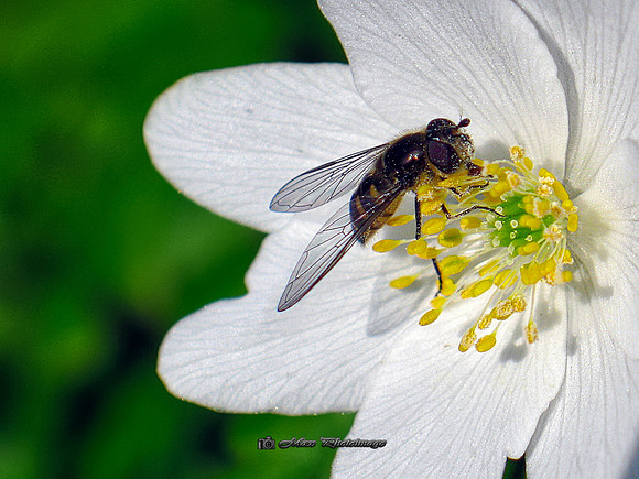 Nectar & Pollen (Rossmore)