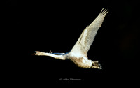 The Young Swan (Hollywood)