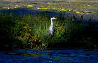 Heron in Sunlight (Rossmore)