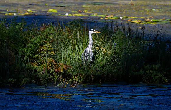 Heron in Sunlight (Rossmore)