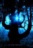 The Mystic Tree (Rossmore)