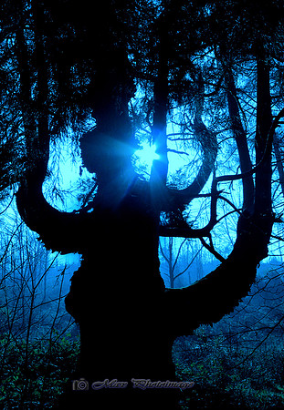 The Mystic Tree (Rossmore)