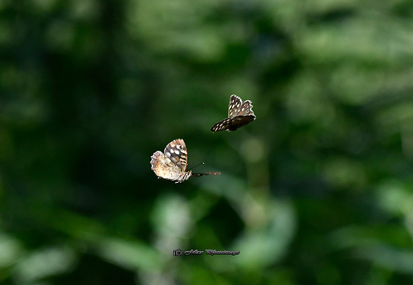Butterfly Love (Rossmore)