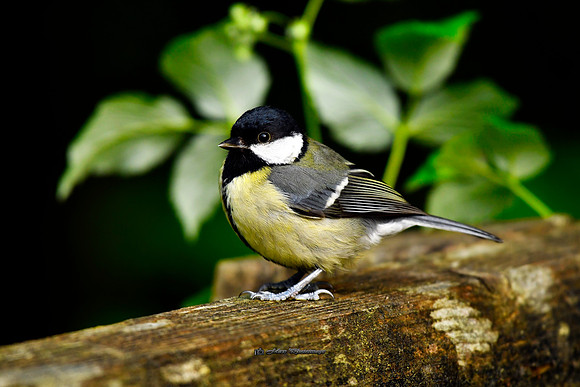 The Bridge Bird (Rossmore)
