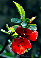 Red Raindrops (Rossmore)