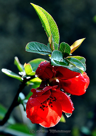 Red Raindrops (Rossmore)
