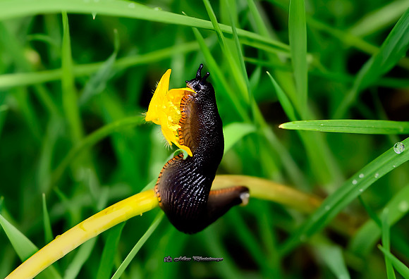 The Slug and the Buttercup (Rossmore)