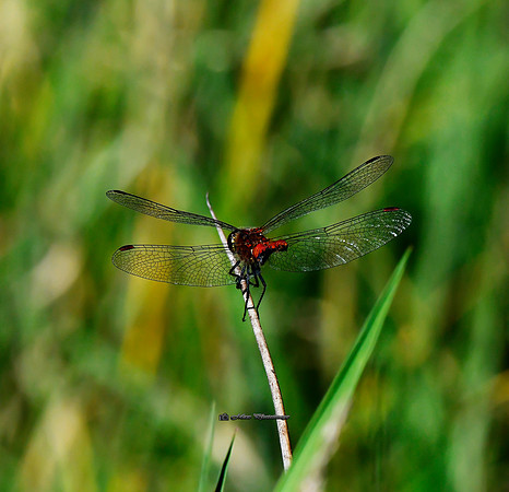 The Red Dragon II (Rossmore)