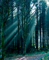 The Emerald Forest (Rossmore)
