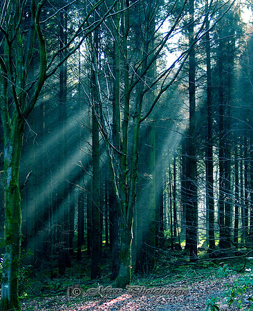 The Emerald Forest (Rossmore)