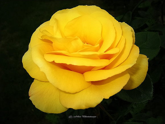 Gran's Yellow Rose (Monaghan)