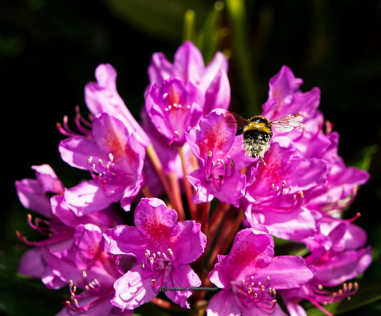 The Bee and the Rhododendron (Rossmore)
