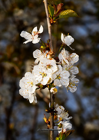 Sunlit and White (Rossmore)