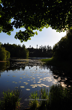 Summer Lakeside (Rossmore)