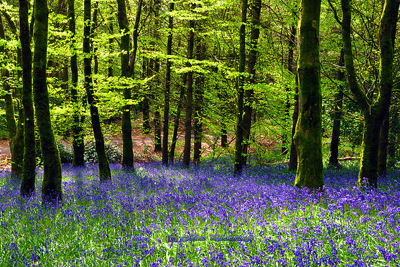 Blue & Green (Rossmore)